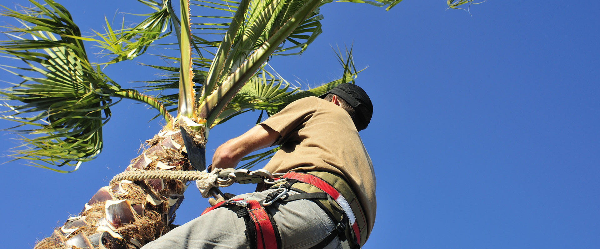 Tree Service
